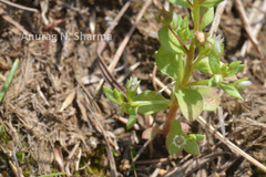 Anagallis pumila